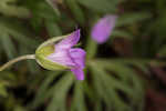 Longstalk cranesbill